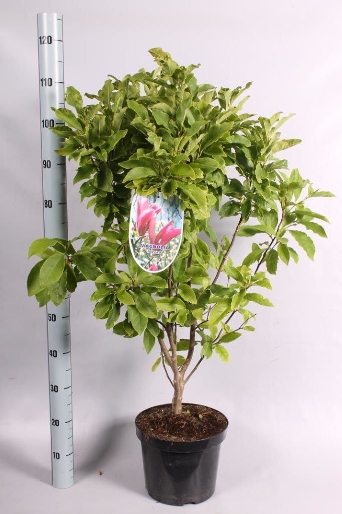 Magnolia 'Susan' geknopt, D 26 cm