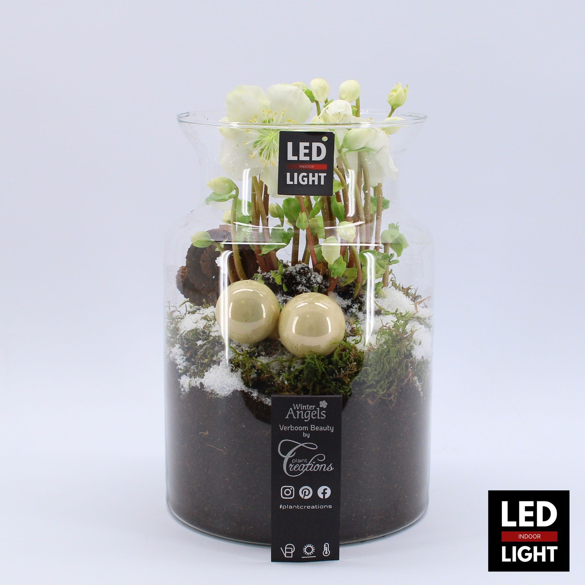 NHCR-2513LED Verboom Helleborus, D 17 cm