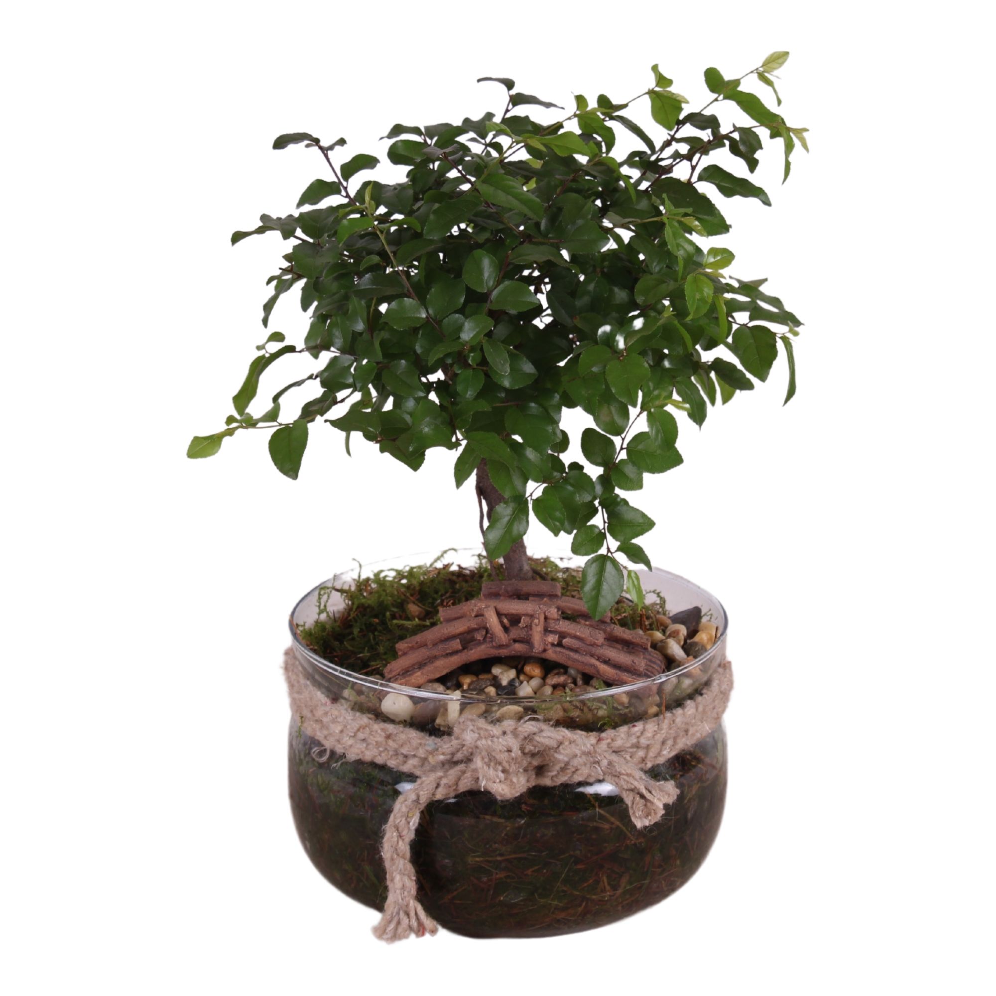 Bonsai Indoor Mix Ø15cm Ball Shape in Glass Vase with Rope Ø16cm, D 16