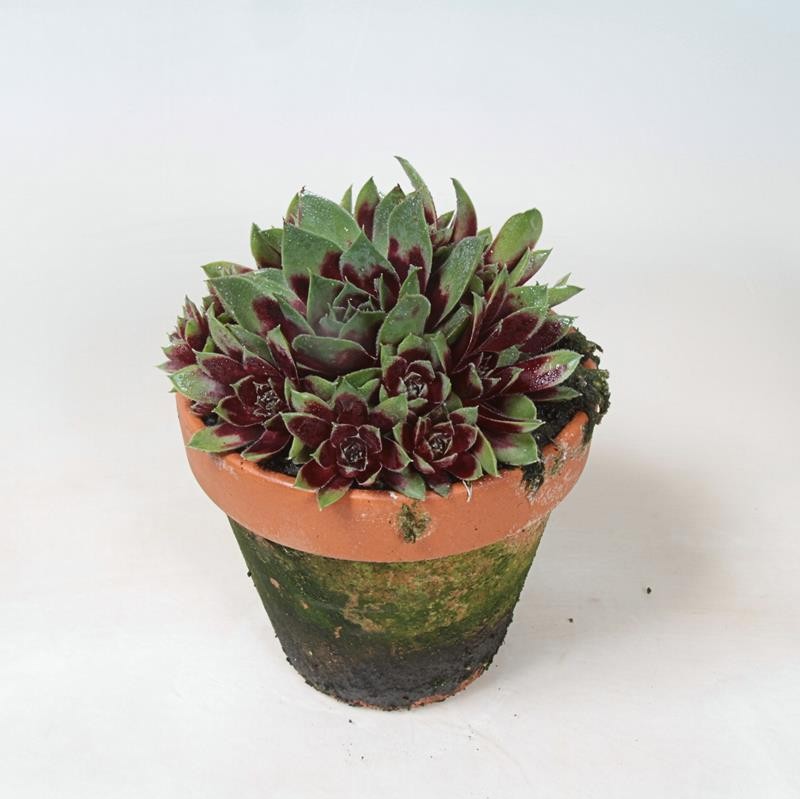 SEMPERVIVUM-HYBRID 'COCUNUT CRYSTAL', D 12