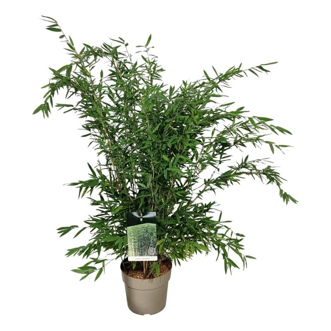 Fargesia nitida 'Gansu 95/2', D 24