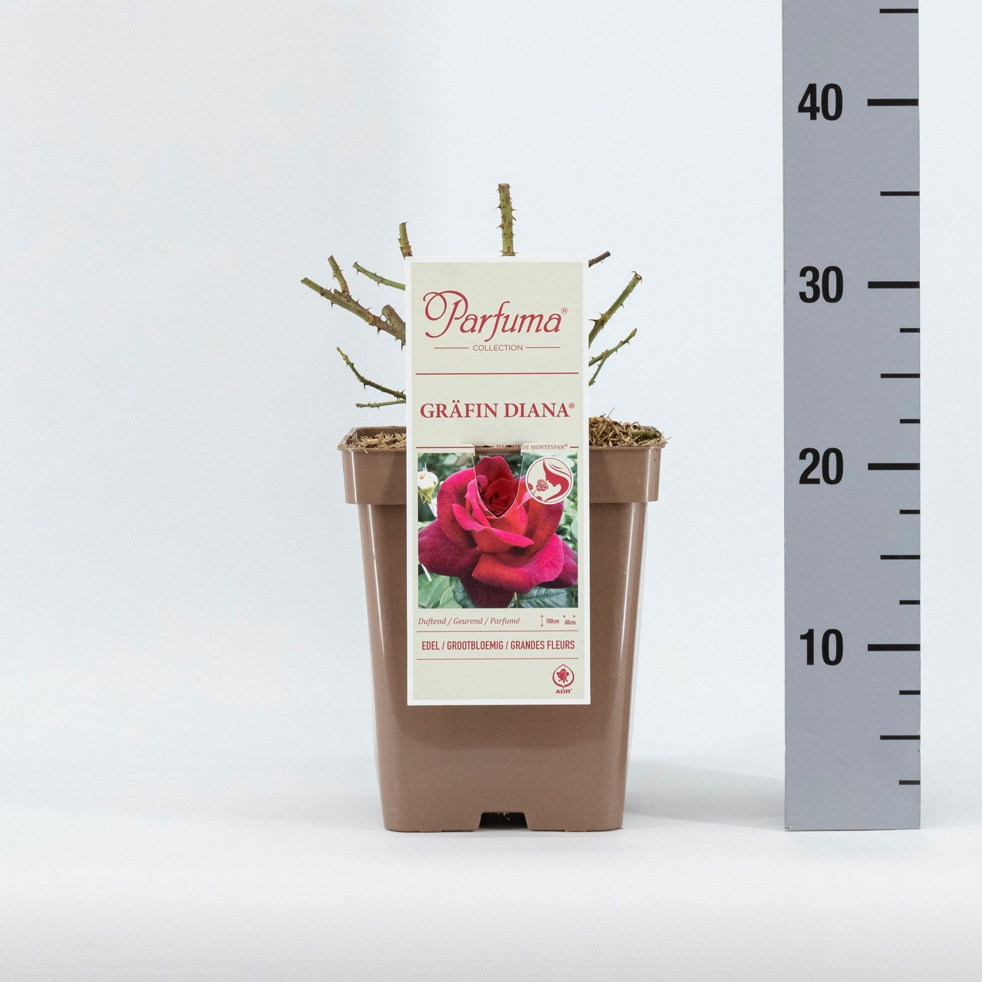 Rosa Parfuma (TH) Gräfin Diana ®, D 23