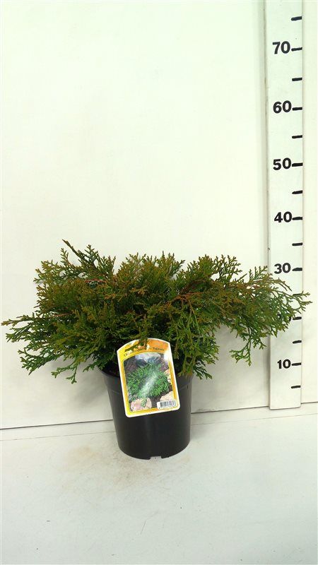 Chamaecyparis o. 'Pygmaea', D 19