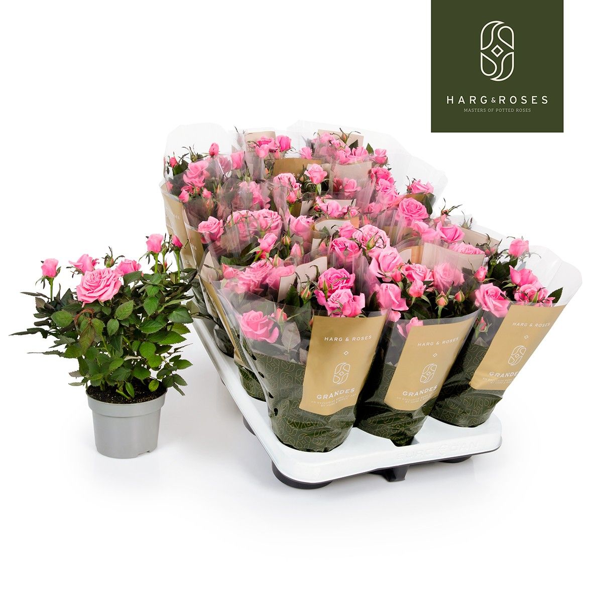 Rosa Kordana Grande Esmeralda (Roze), D 10,5