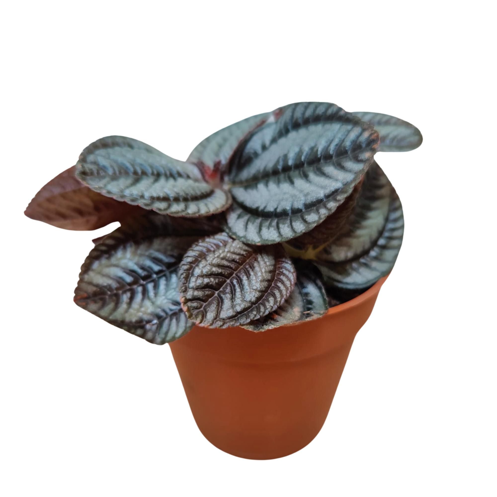 Pilea Norfolk P9, D 9