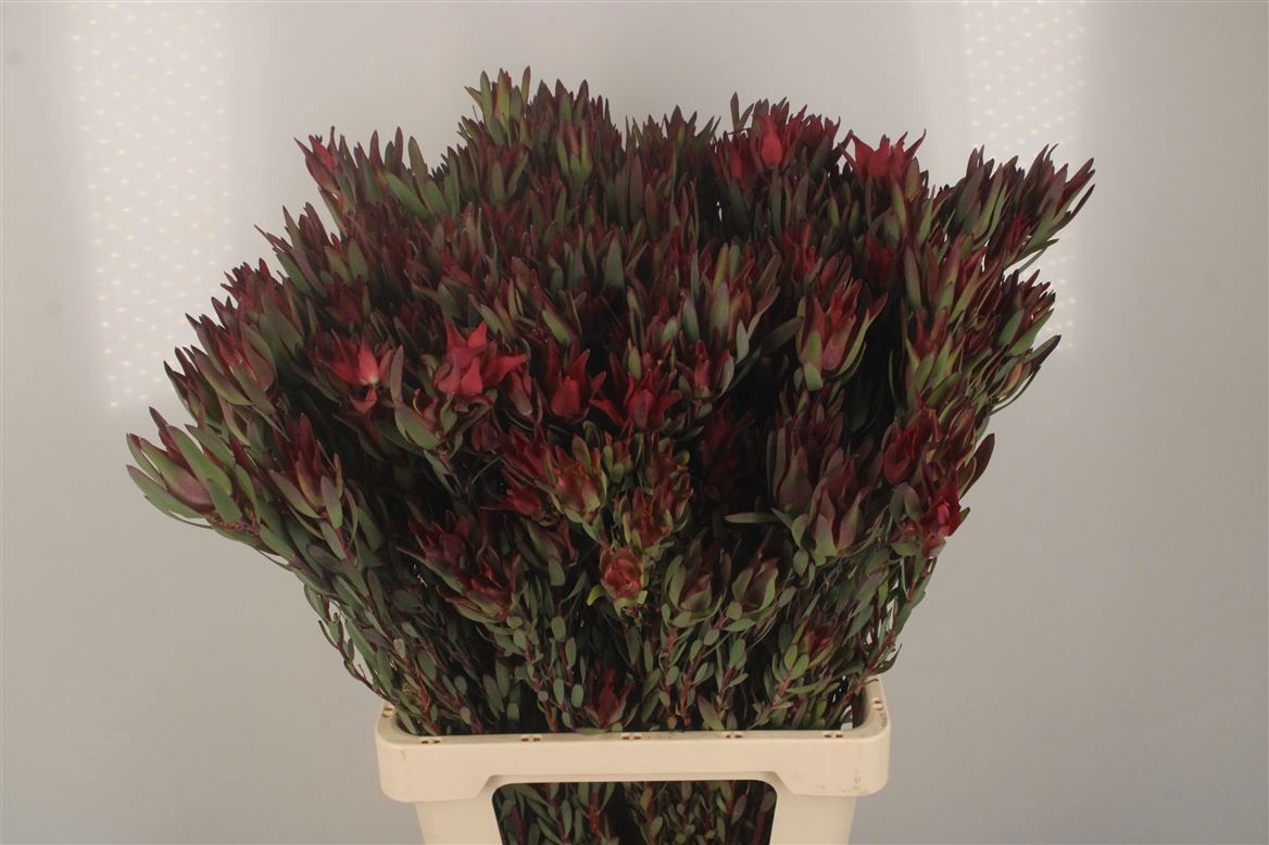 Леукадендрон Блаш 70 (красно-зел.), шт.