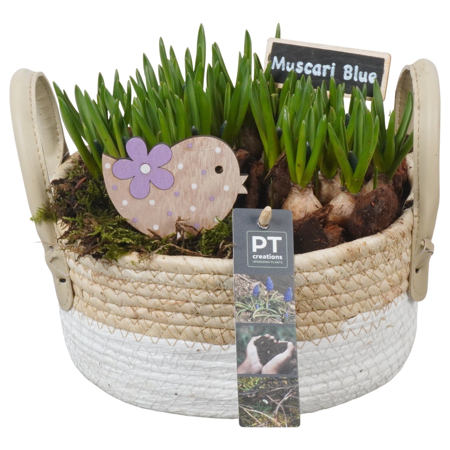 PTMB6211 Arrangement Muscari Blue in riet mand, D 21