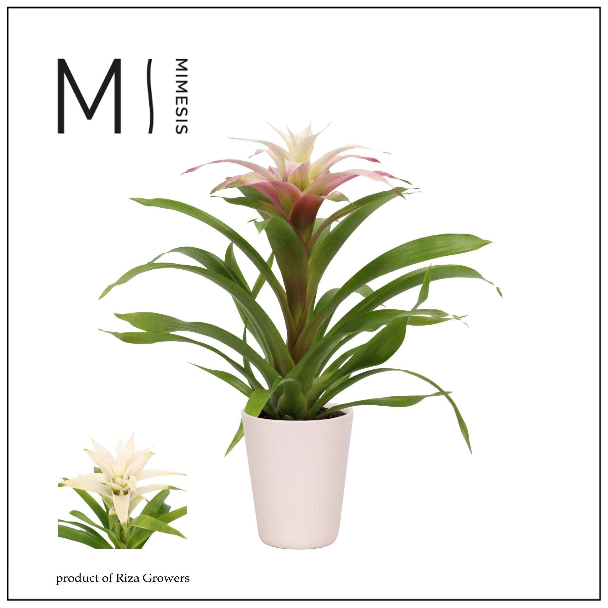 Guzmania Suerte White - 13cm in Florence | Mimesis, D 12