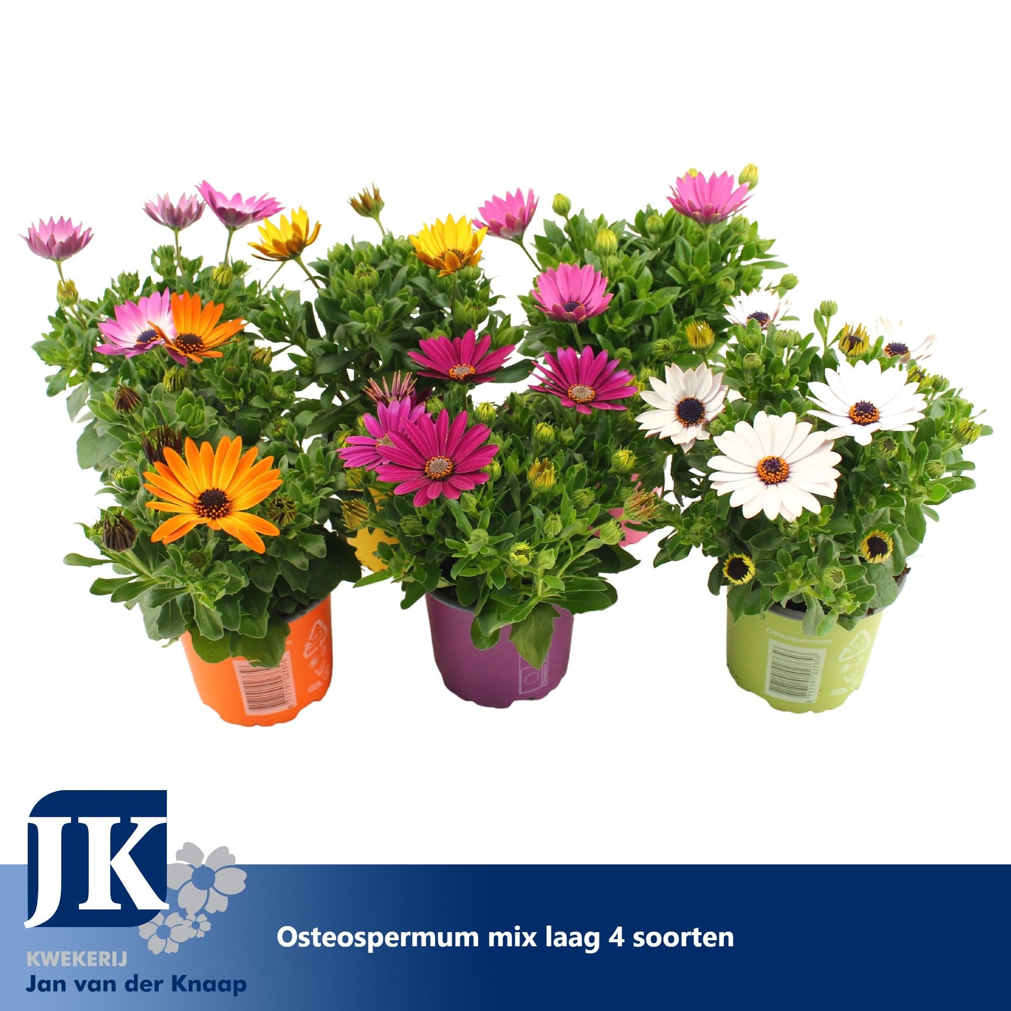 Osteospermum Mix Laag TST, D 10,5