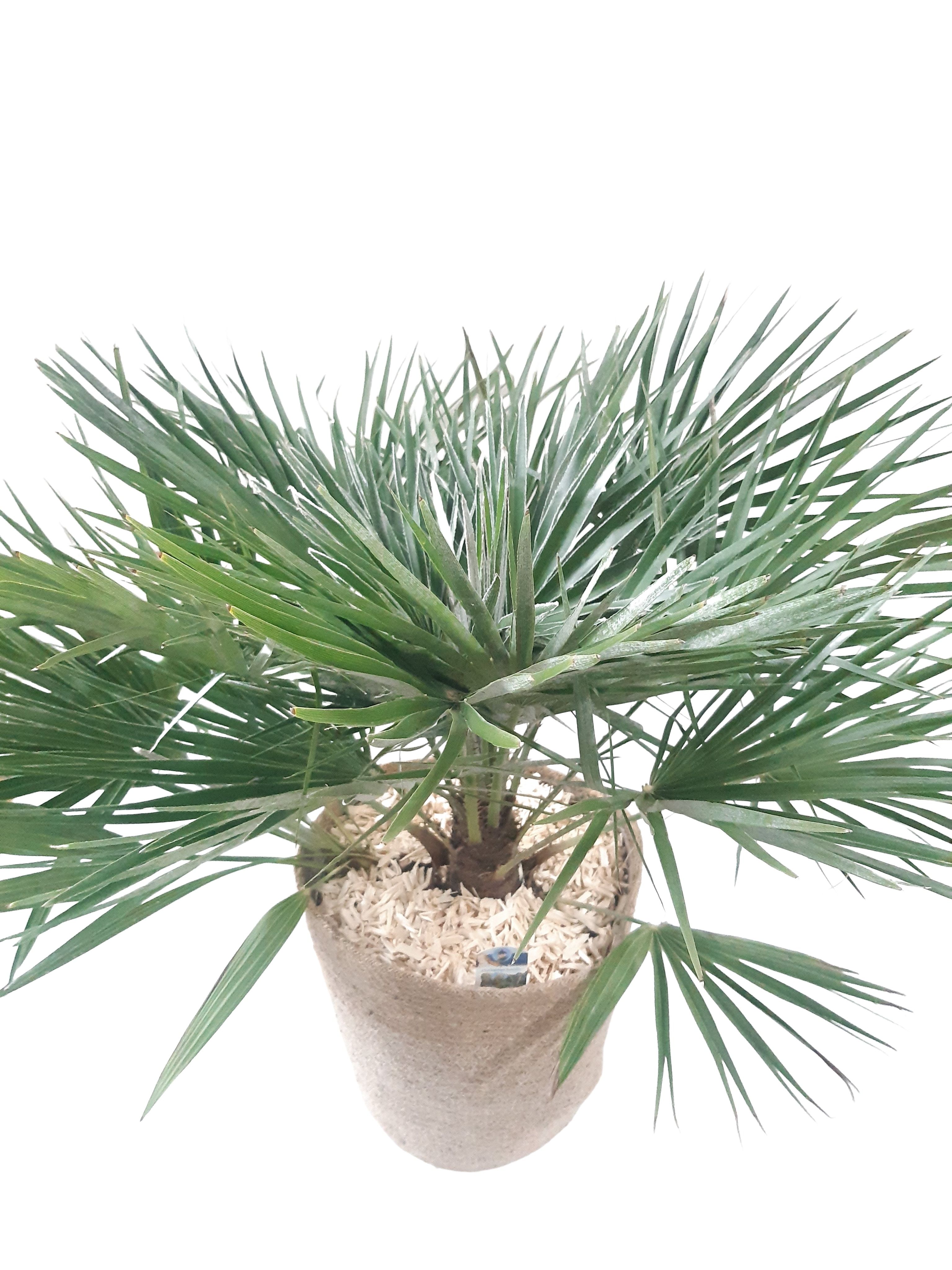 JM32CH jute Mand XL Chamaerops Humilis, D 32