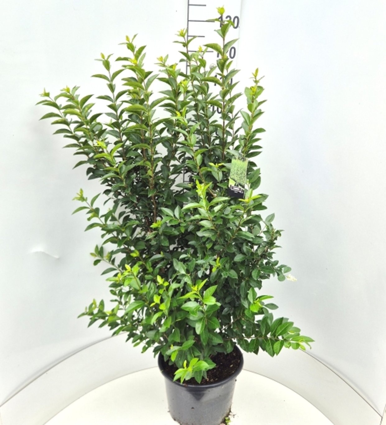 Ligustrum oval. 'Green Diamond', D 32