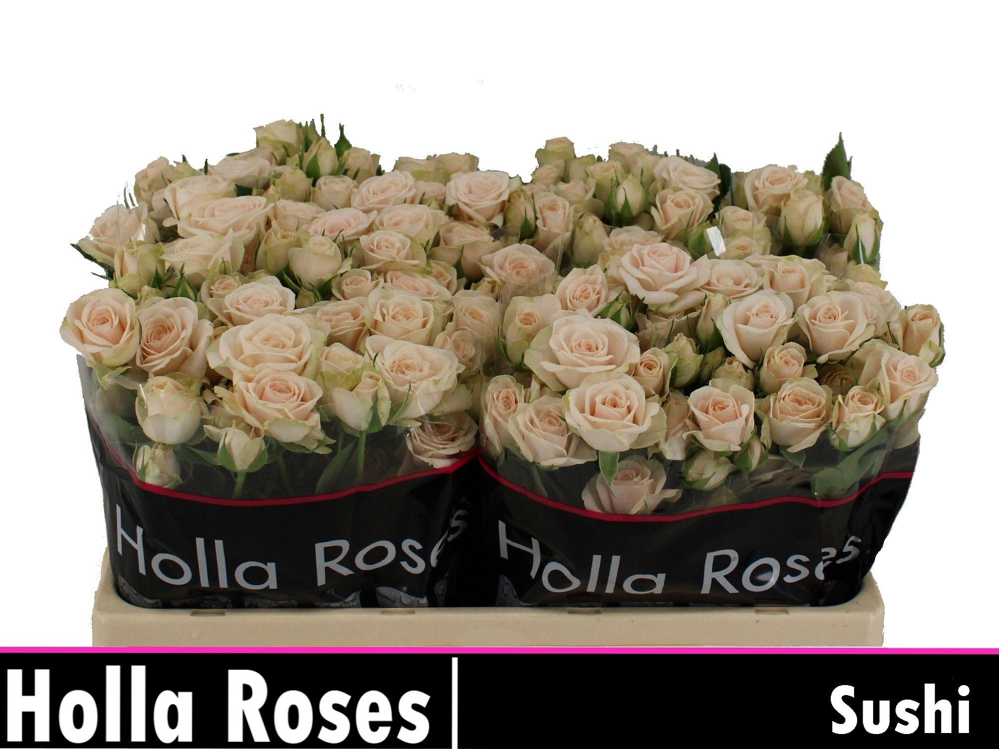 Роза куст. Суши 50, шт.