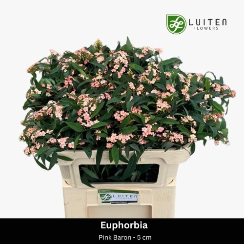 Эуфорбия куст. Пинк Барон 70, шт.