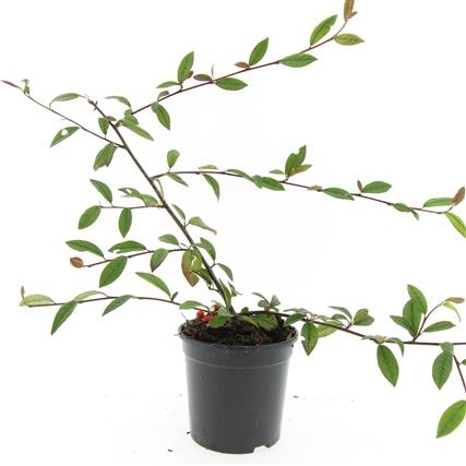 Cotoneaster sal. 'Herbstfeuer', D 14 cm