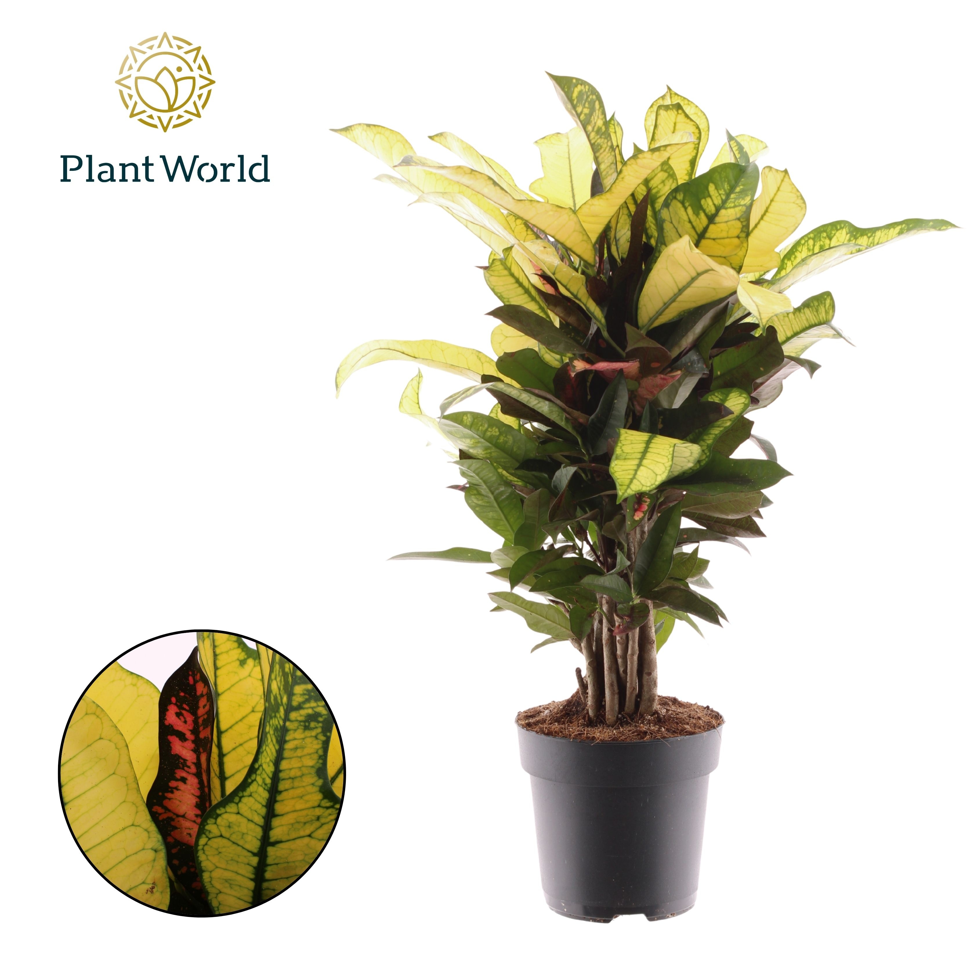 Croton Wilma vertakt, D 17 cm