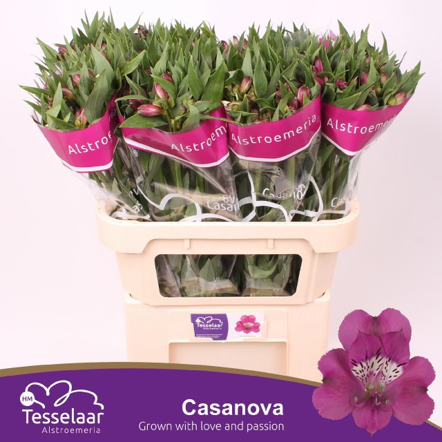 Альстромерия Казанова, шт.