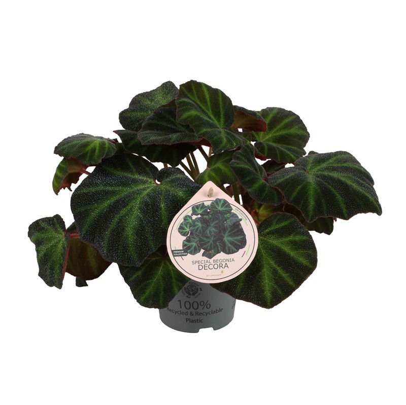 BEGONIA DECORA, D 12