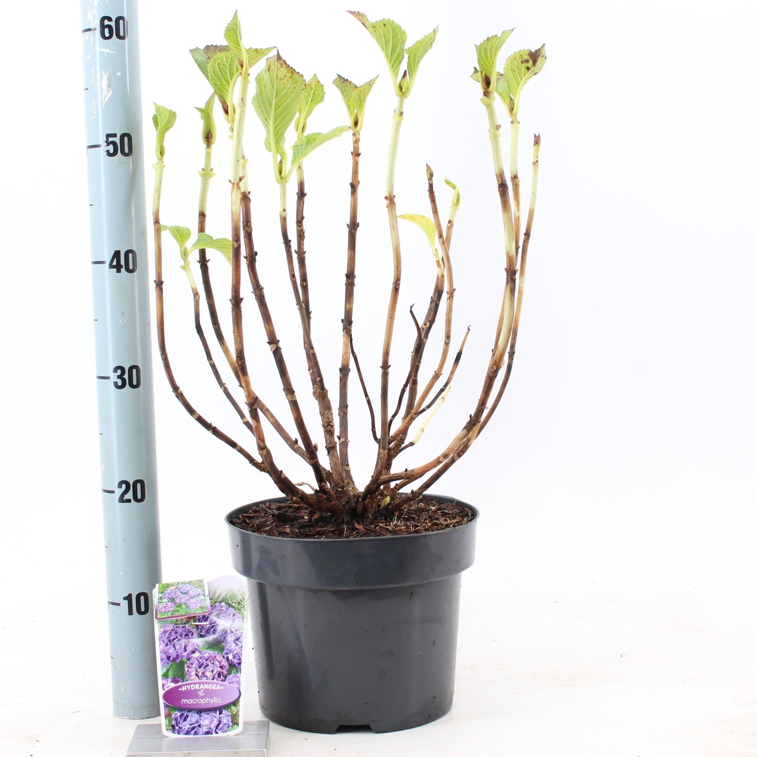 Hydrangea macr. Paars (bol), D 23