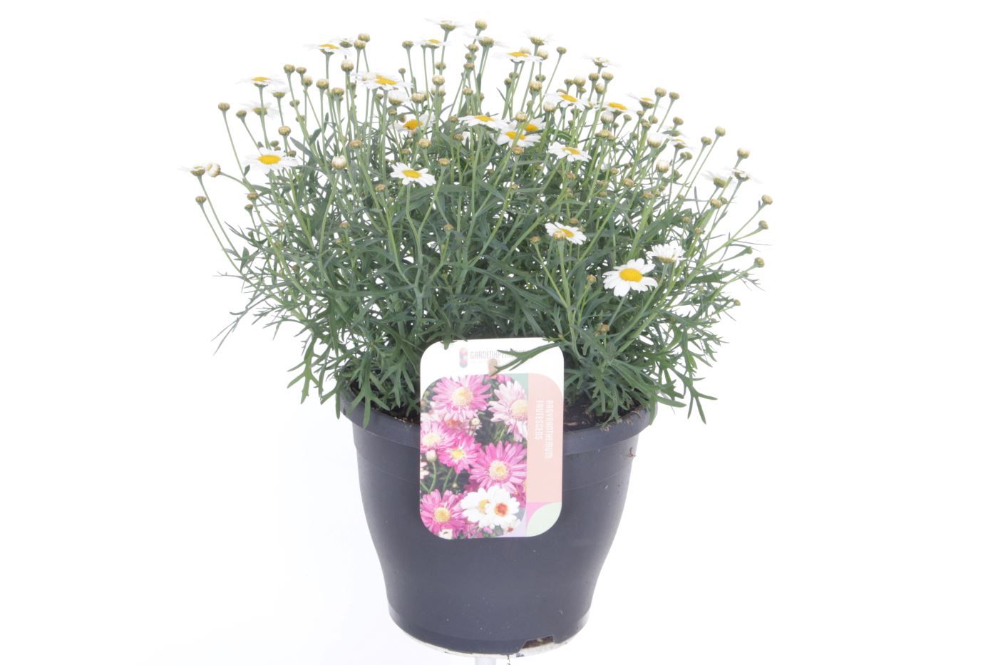 Argyranthemum Molimba White, D 23