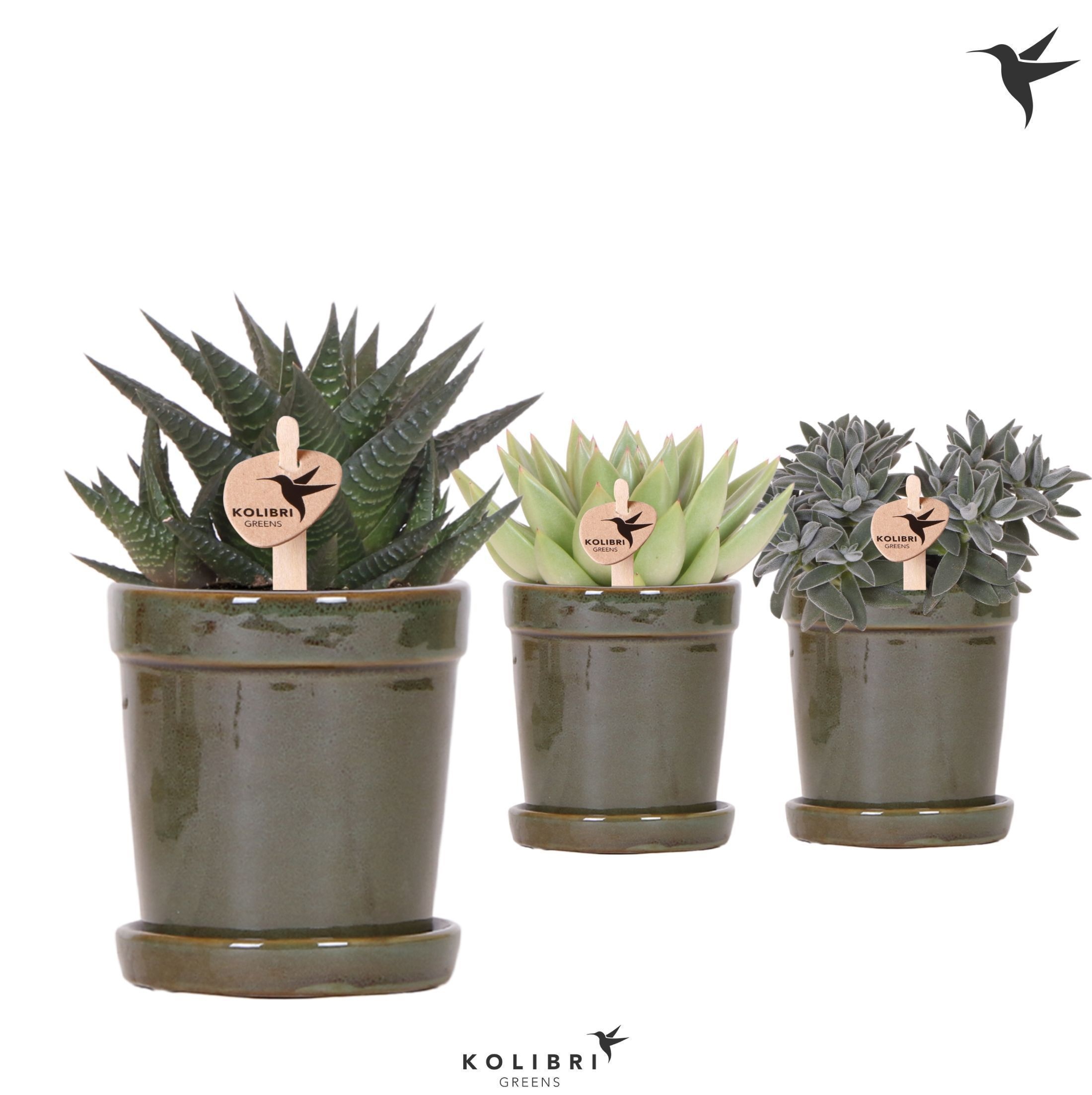 Kolibri Greens Succulenten mix in Flower pot green, D 9