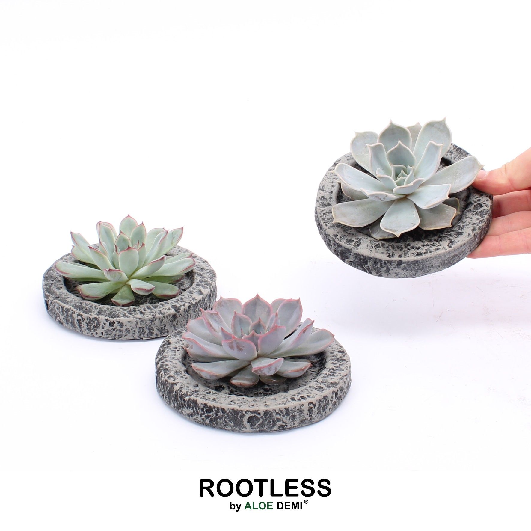 ROOTLESS Echeveria, Koala MINI bowl, D 12 cm