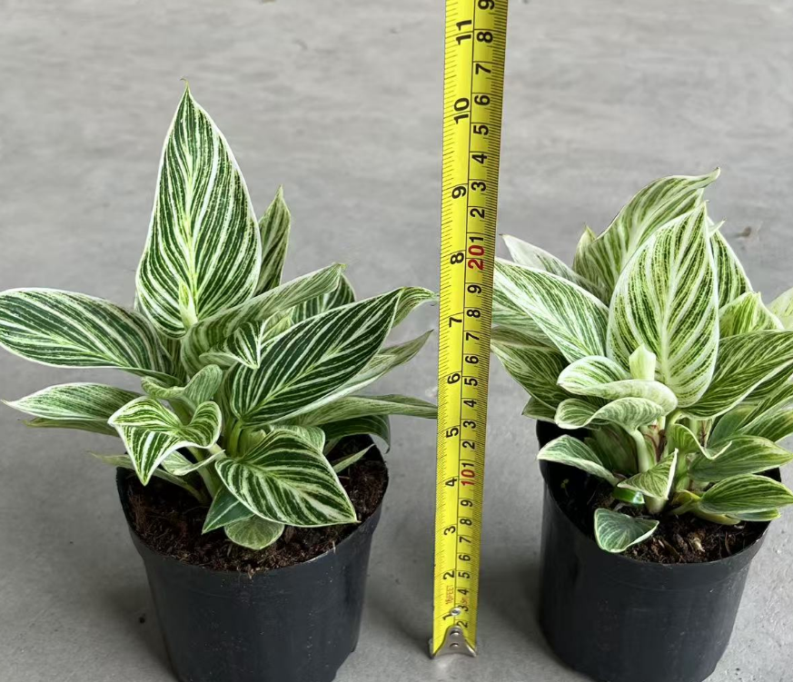 Филодендрон биркин вайт 11 25