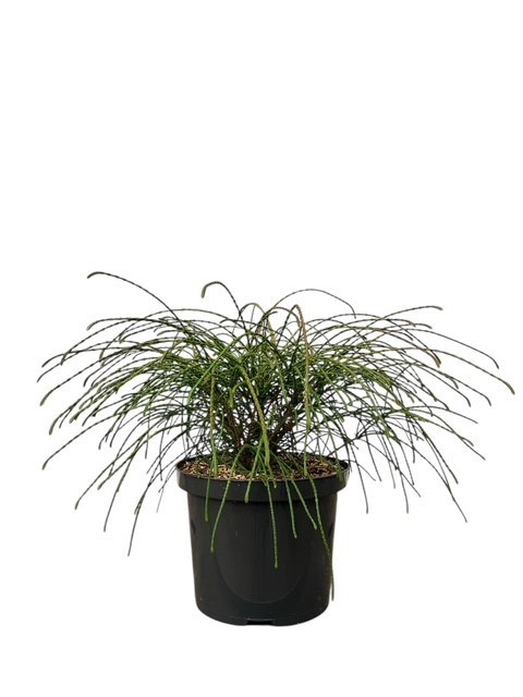 Thuja p. 'Whipcord', D 23