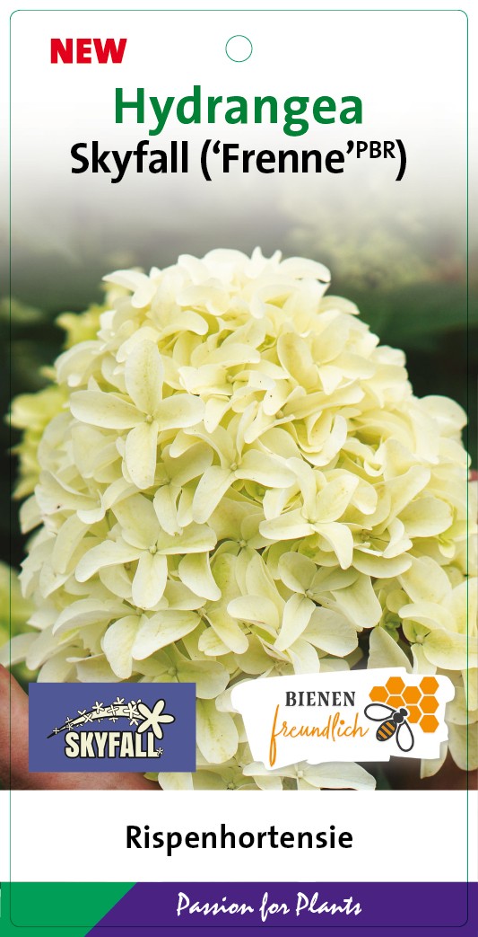 Hydrangea pan. 'Skyfall' 50-60C7, D 25 cm