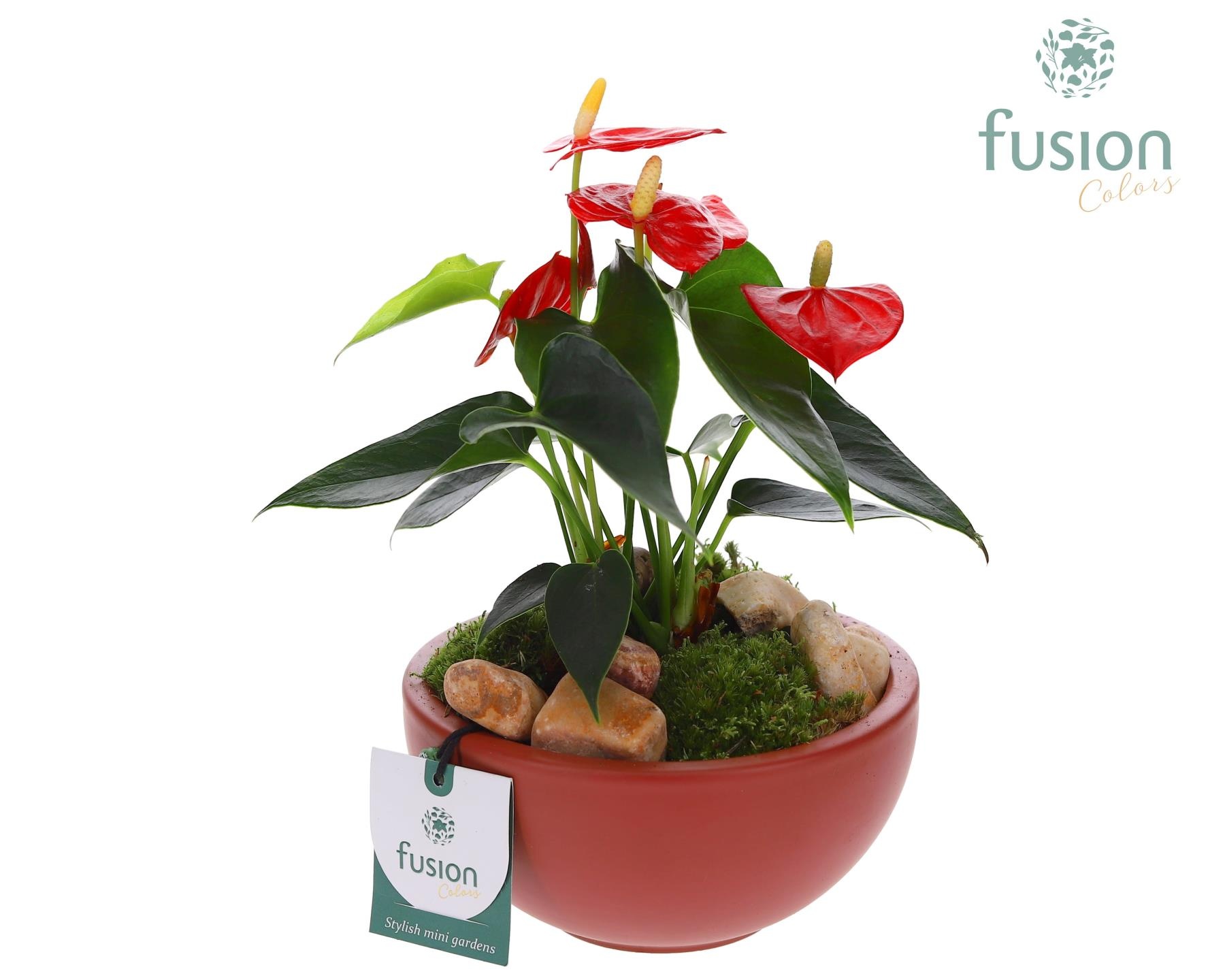 Schaal keramiek Moon Small marsala rood met Anthurium, D 15