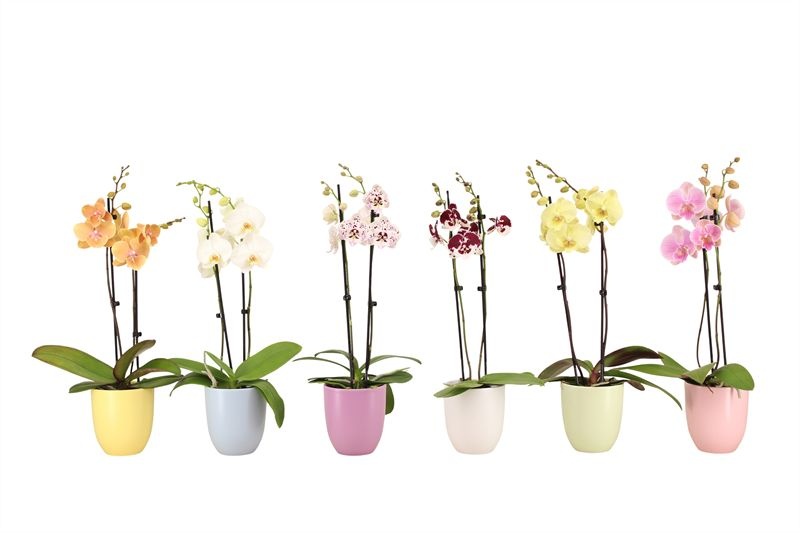 Hugo p12 mix pastel Phal mix 2T14+, D 12