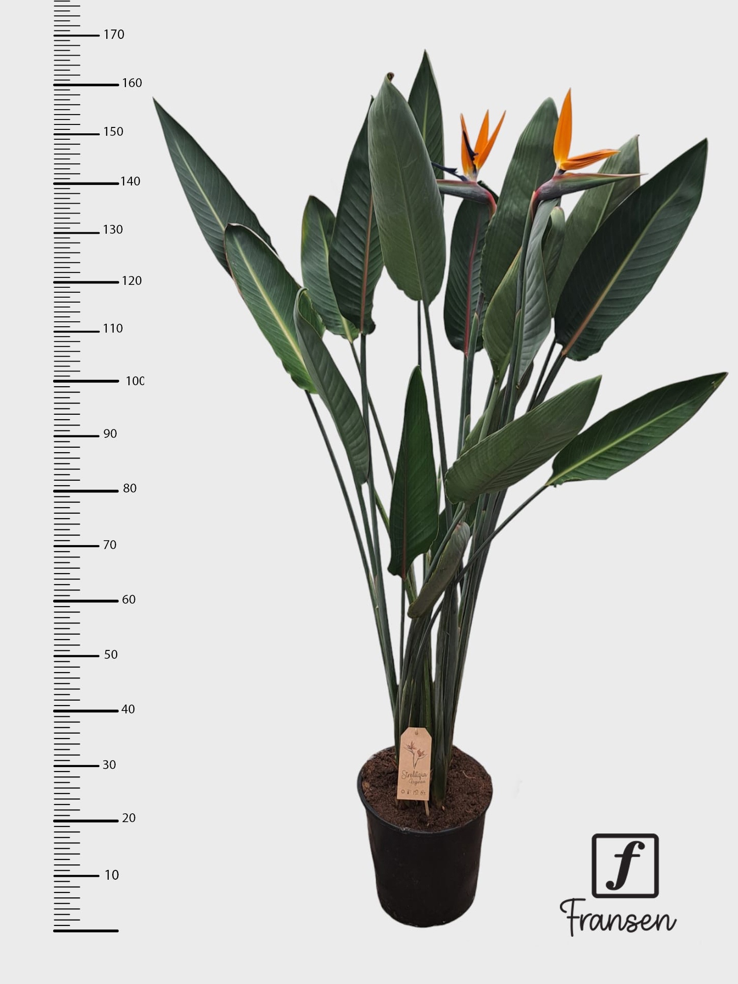 F Strelitzia Reginae (open bloem), D 27