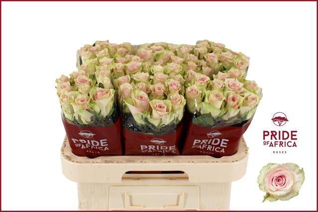 Роза од. Пинк Атена 60, шт.