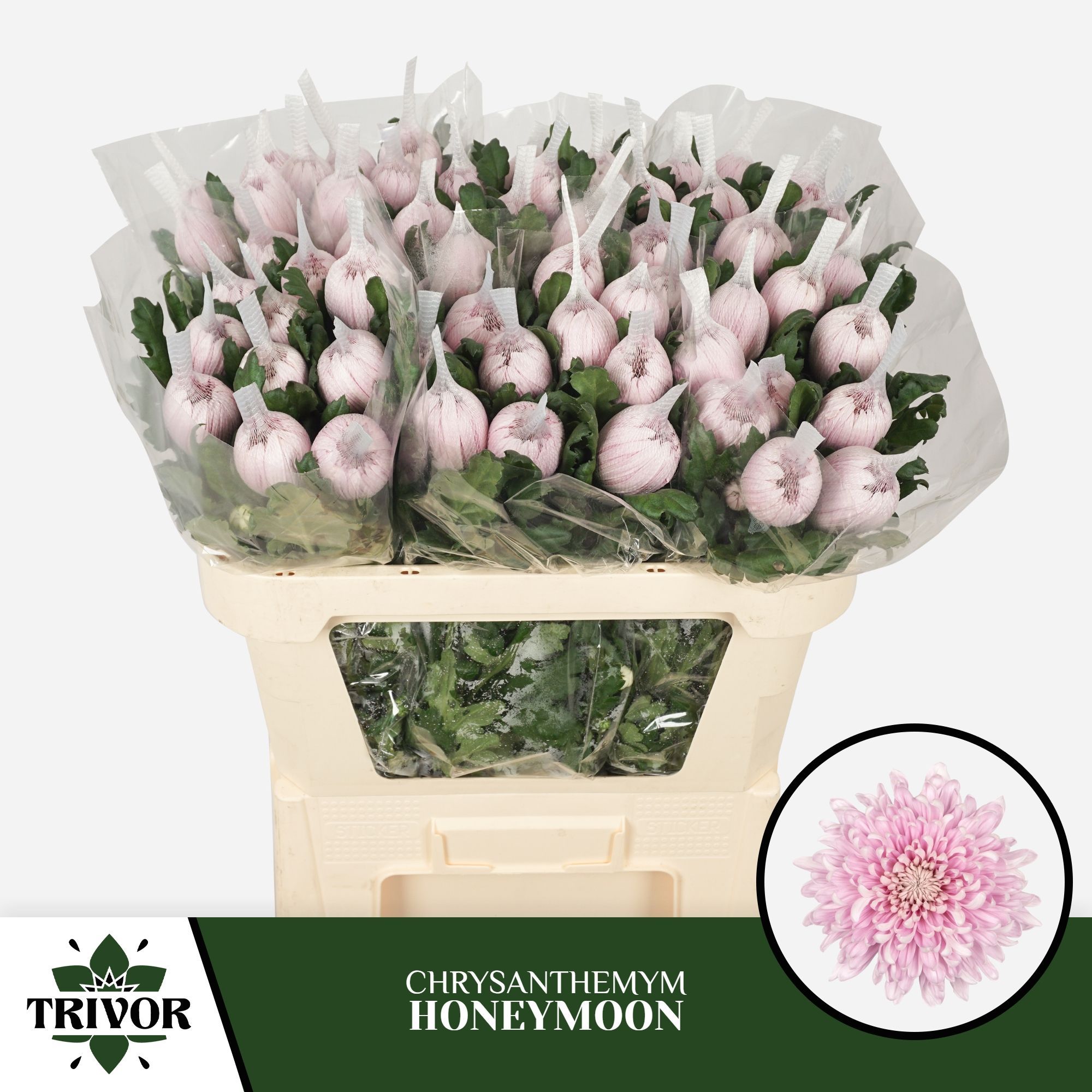 Хризантема од. Ханимун 70, шт.