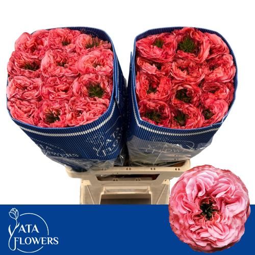 Роза од. Мандарин Экспрешн 50, шт.