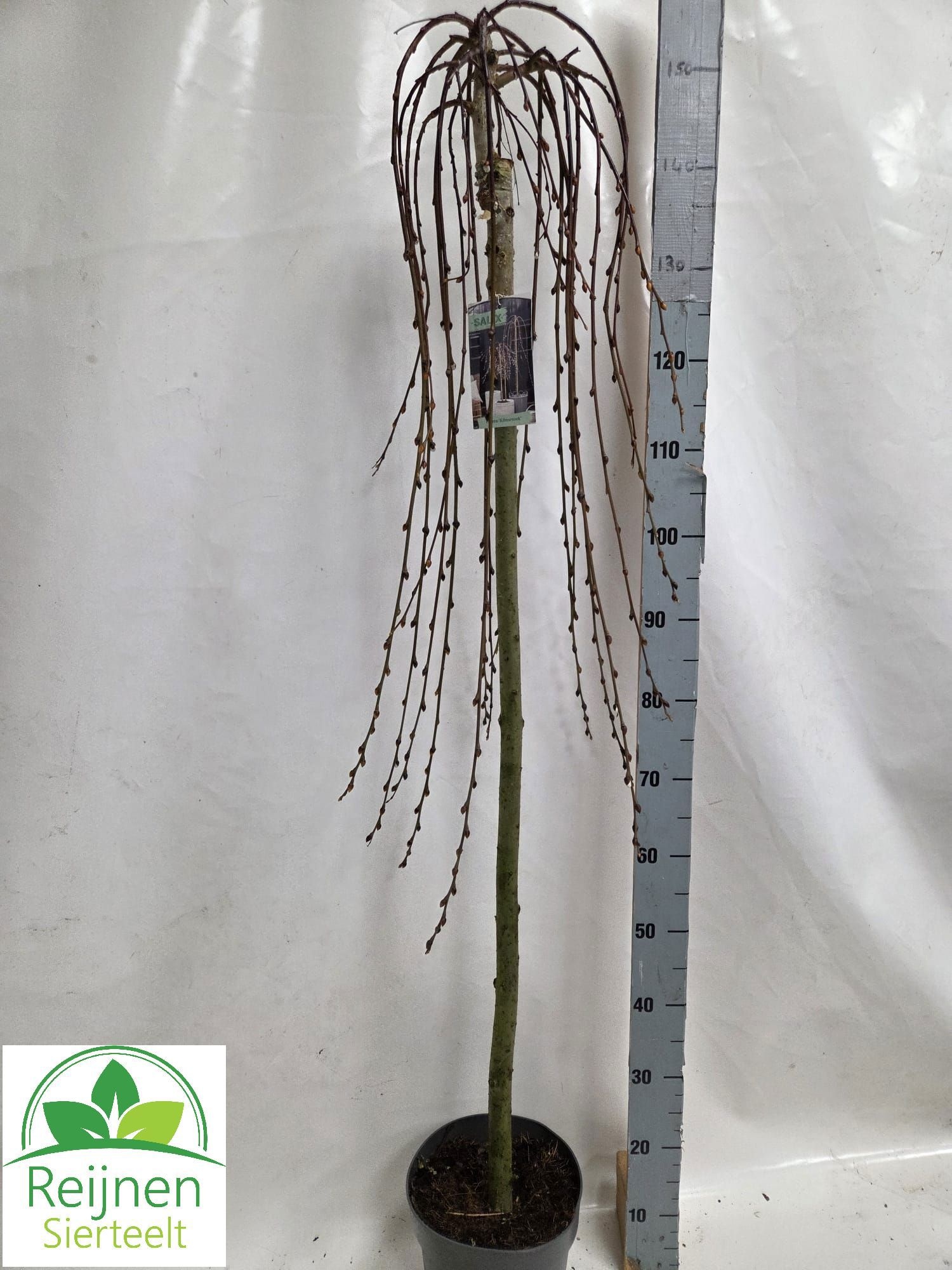 salix caprea kilmarnock, D 23