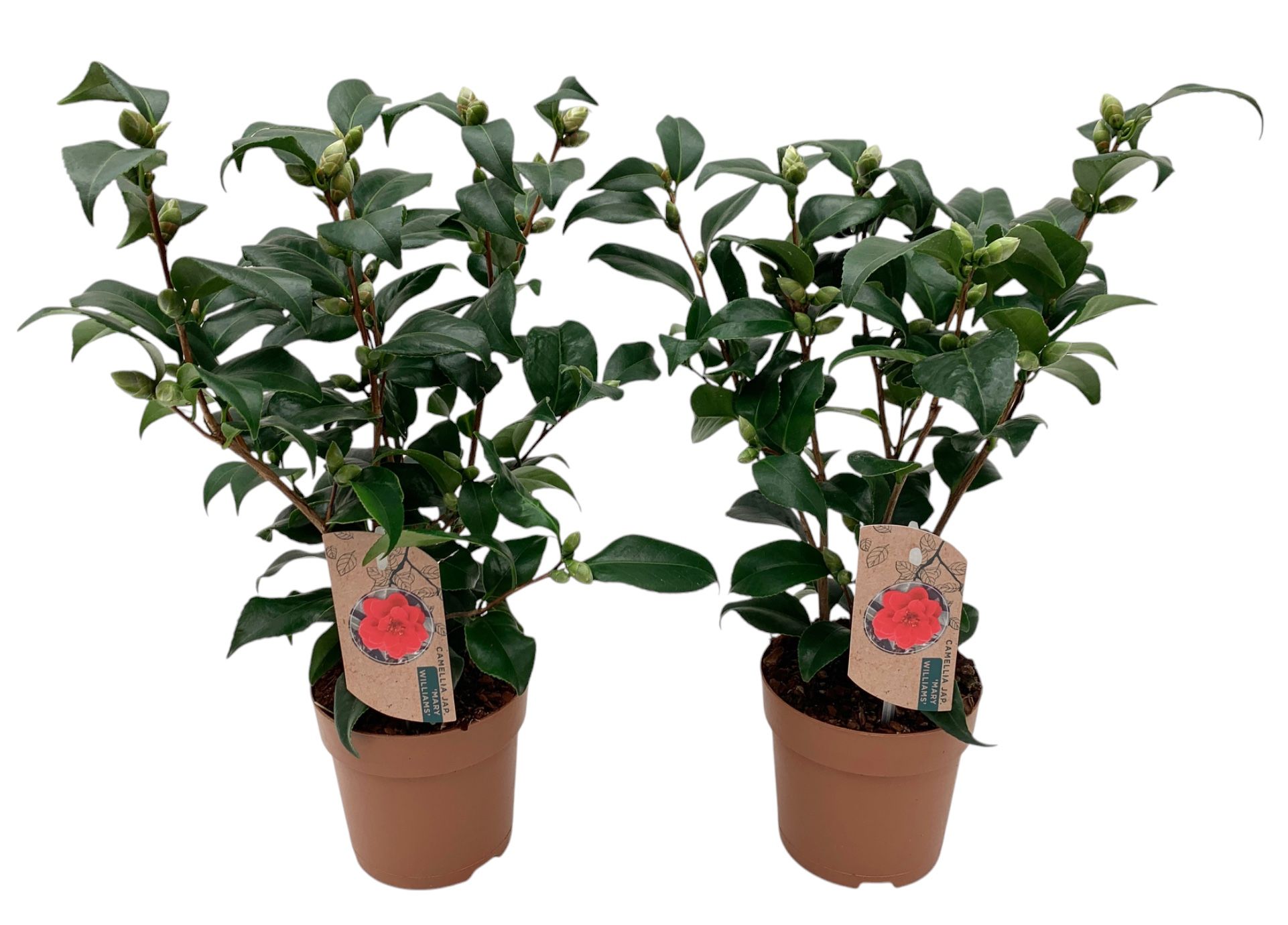 Camellia japonica Mary Williams 10-15 knop, D 13 cm