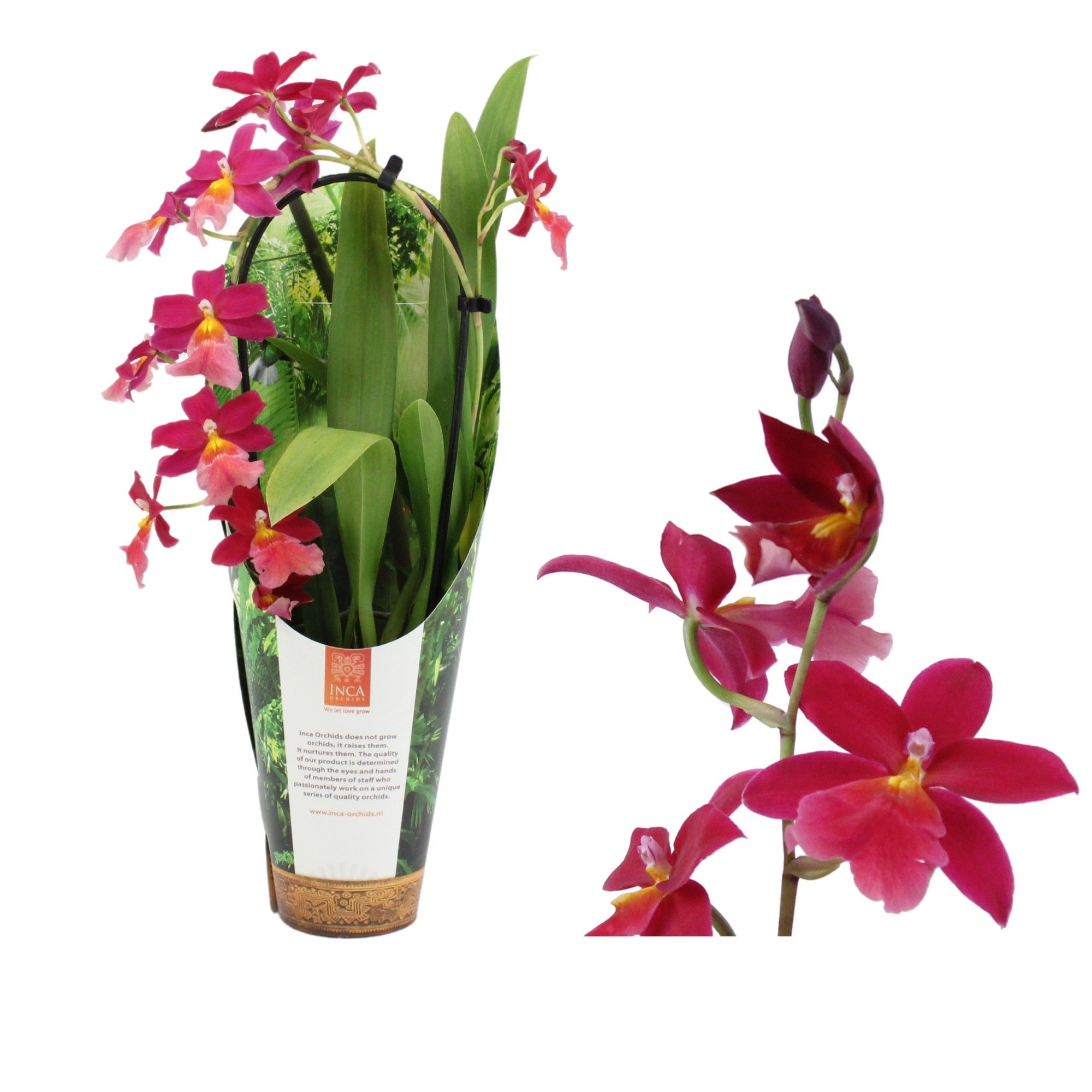 Inca Cambria Francine cascade 9cm in luxury jungle cover, D 9 cm