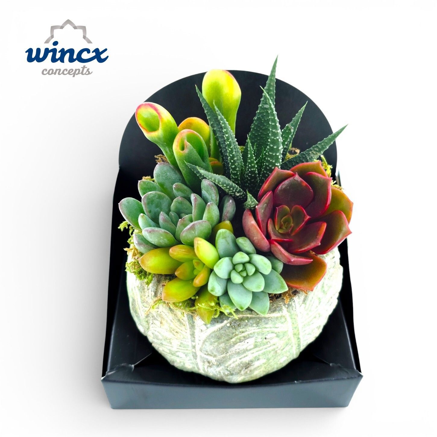 Concepts® - Succulent Rondo, D 10