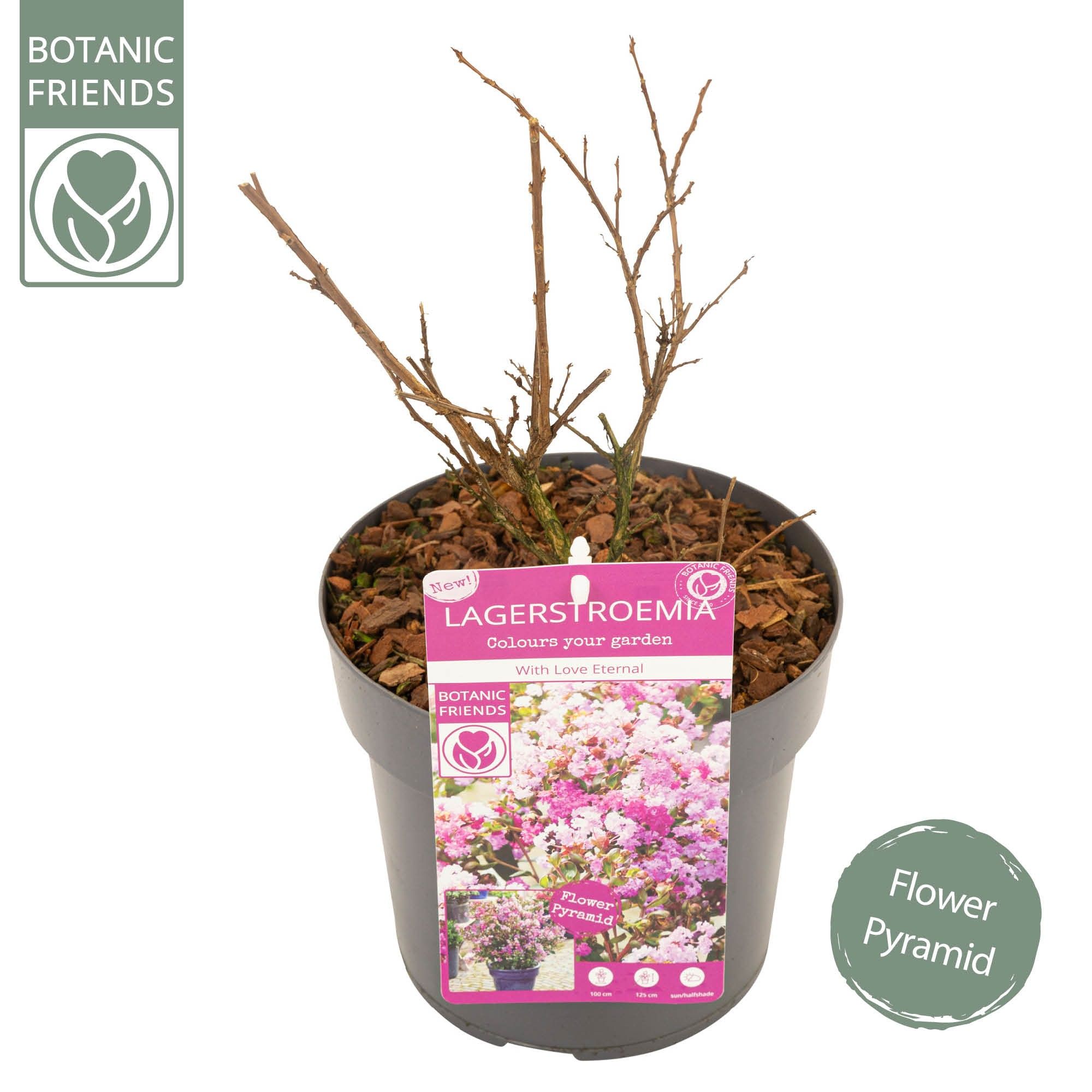 Lagerstroemia ind. 'With Love Eternal', D 19