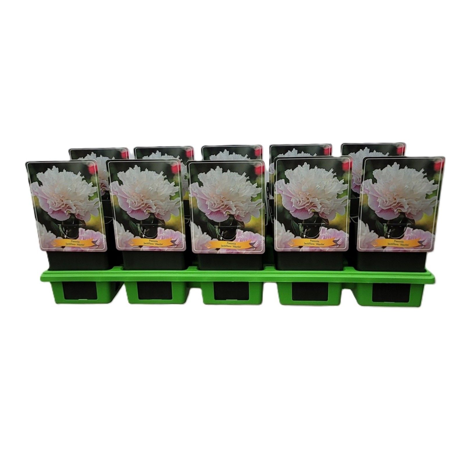 Paeonia Lactiflora 'Alertie' P11, D 11