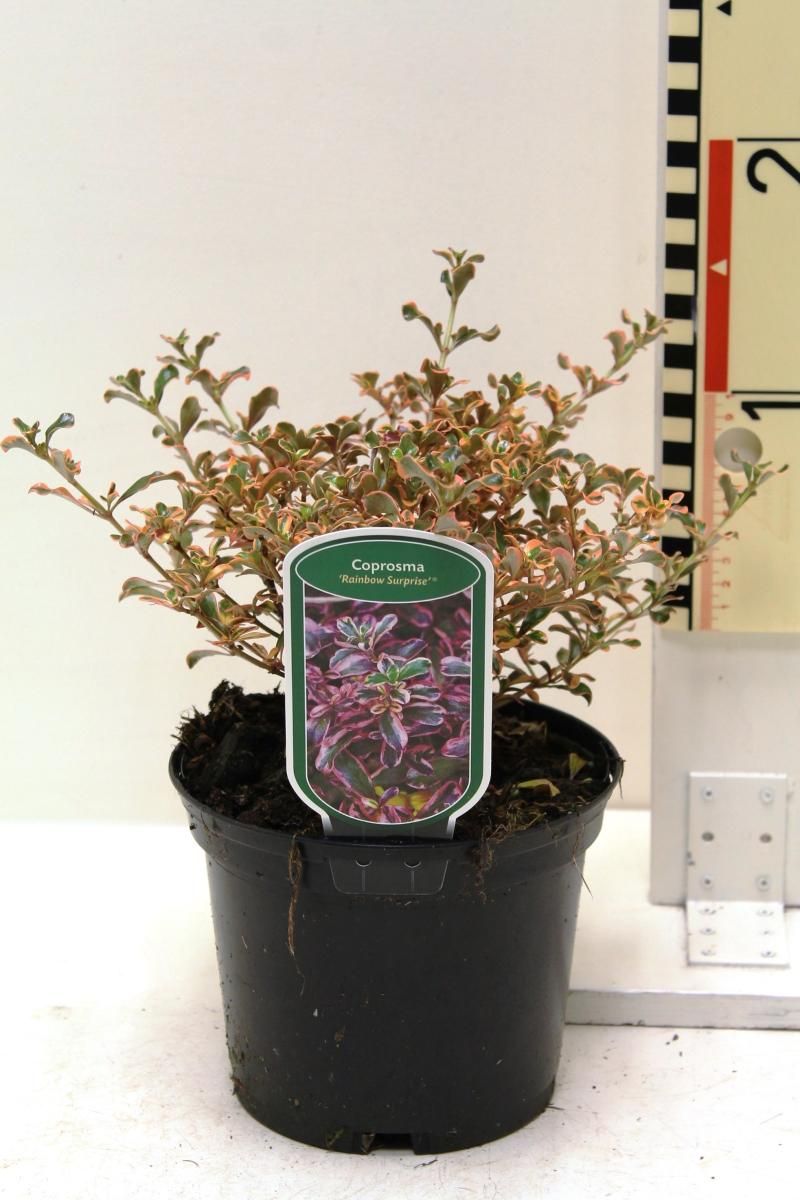 Coprosma 'Rainbow Surprise', D 17 cm