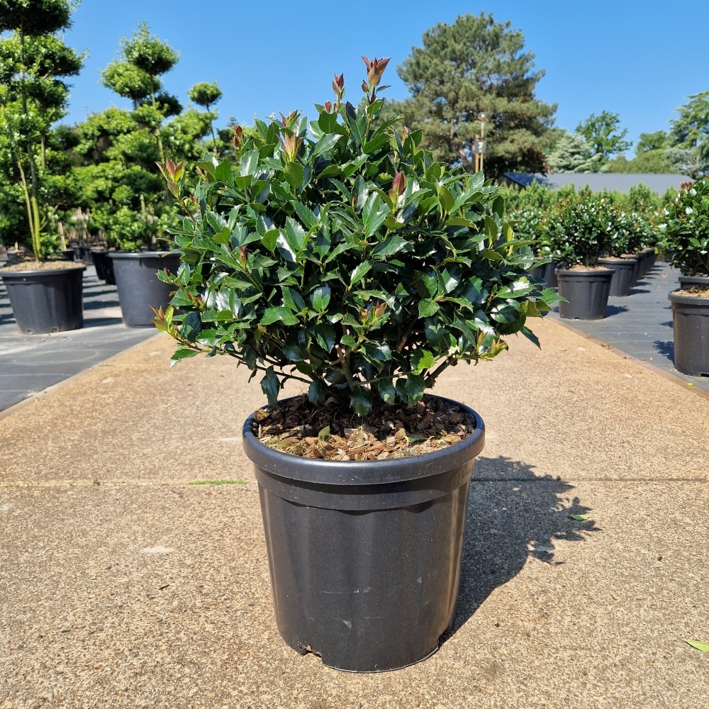 Ilex meserveae 'Blue Maid', D 32 cm