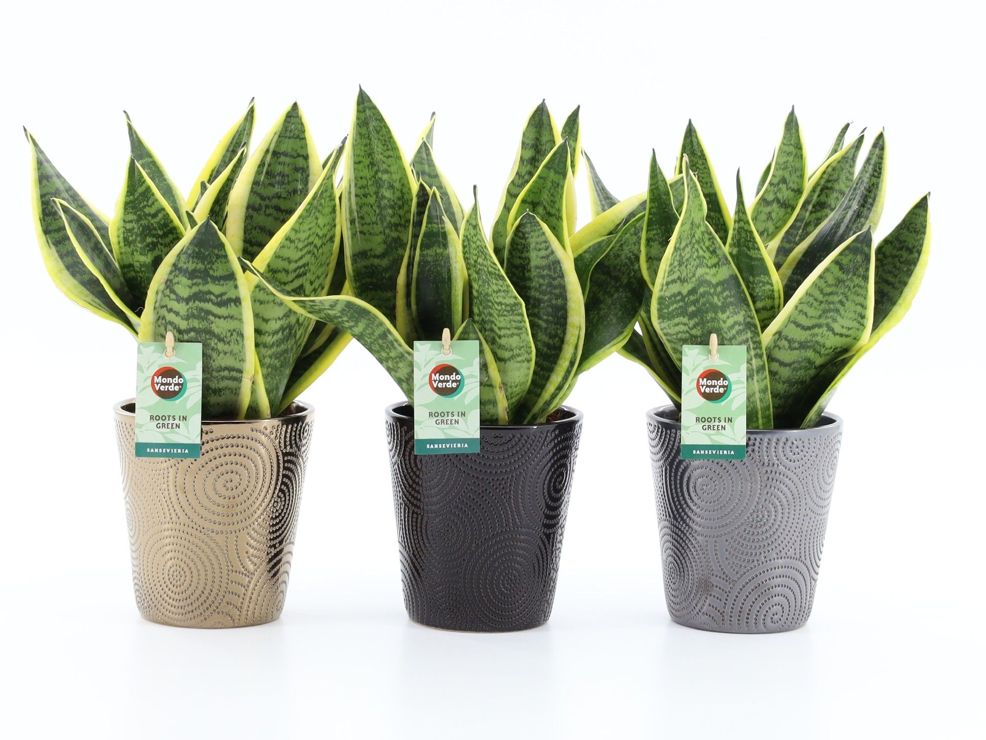 Sansevieria 'Futura Superba' in Infinity keramiek, D 13