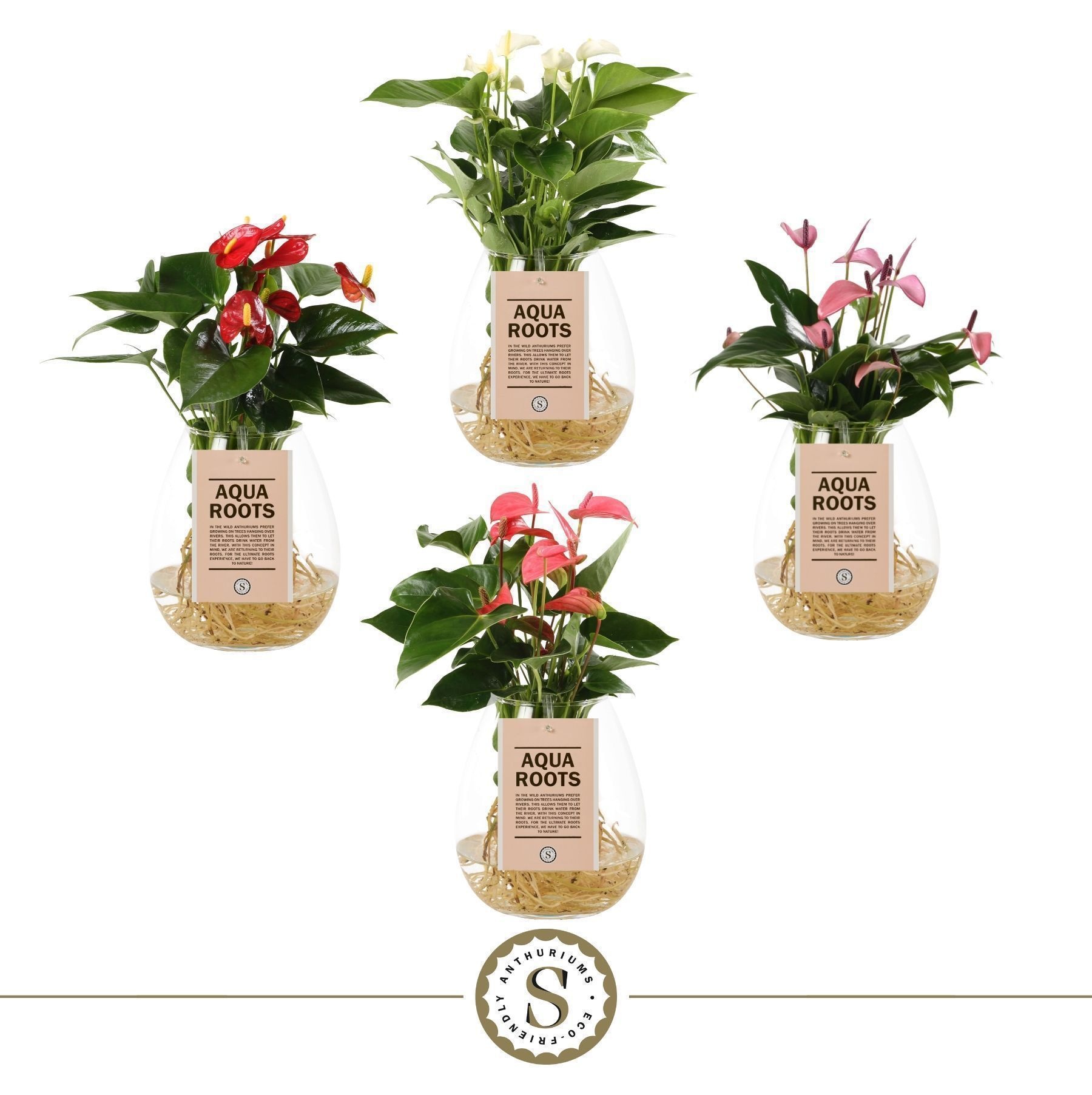 Aqua Roots Bowl Mix, D 12