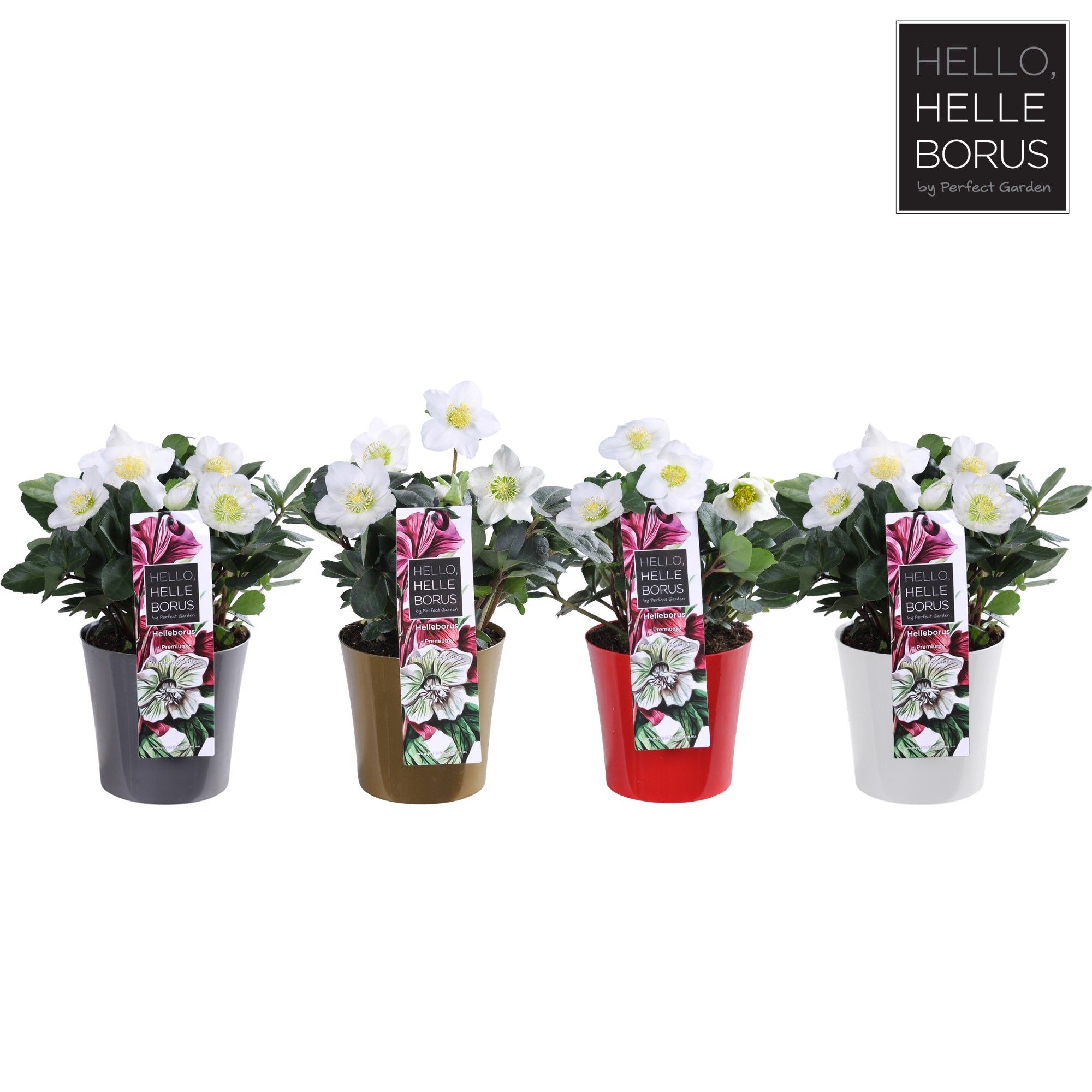 Helleborus niger 'Christmas Carol' P14 (Color pot mix), D 14 cm