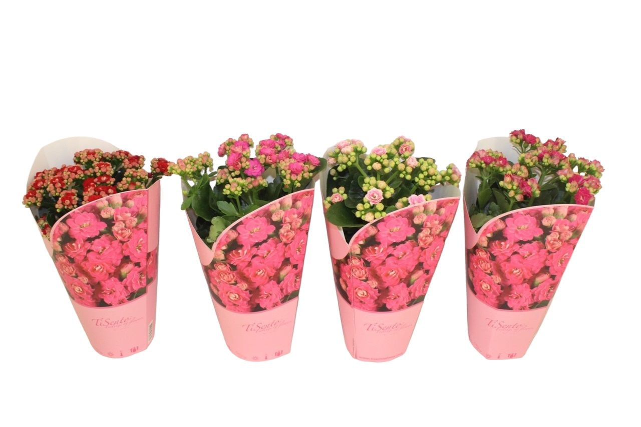 Calandiva 12 cm Cadeaucover Mix, D 12