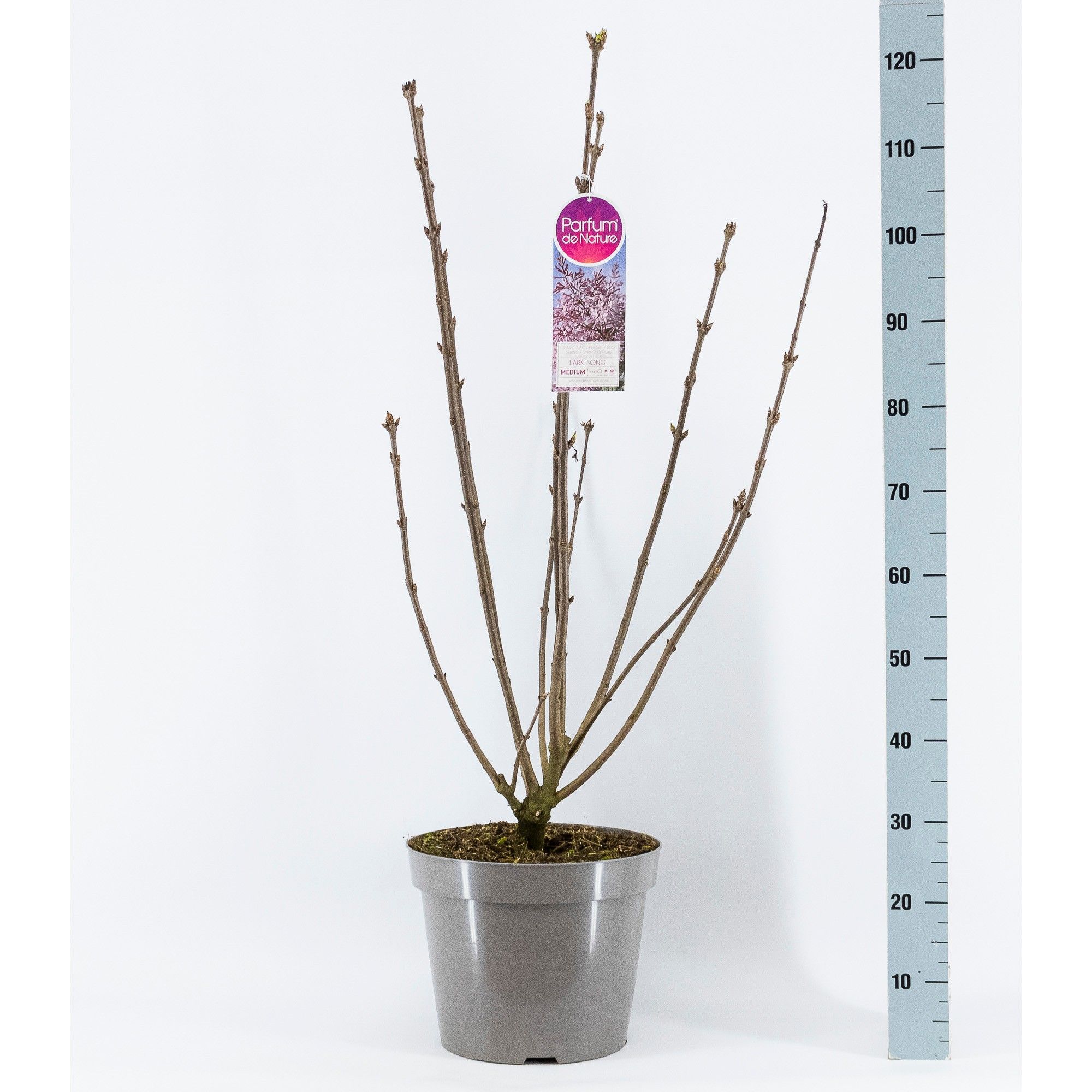 Syringa (V) Lark Song, 3-jarig, C15 Solitair, D 32