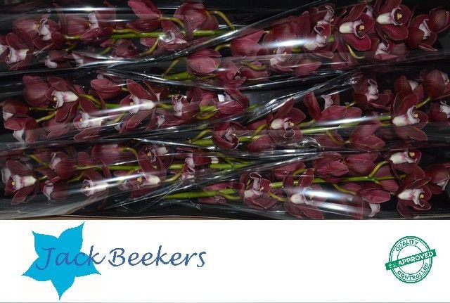 Цимбидиум Хейдс x6 80, шт.