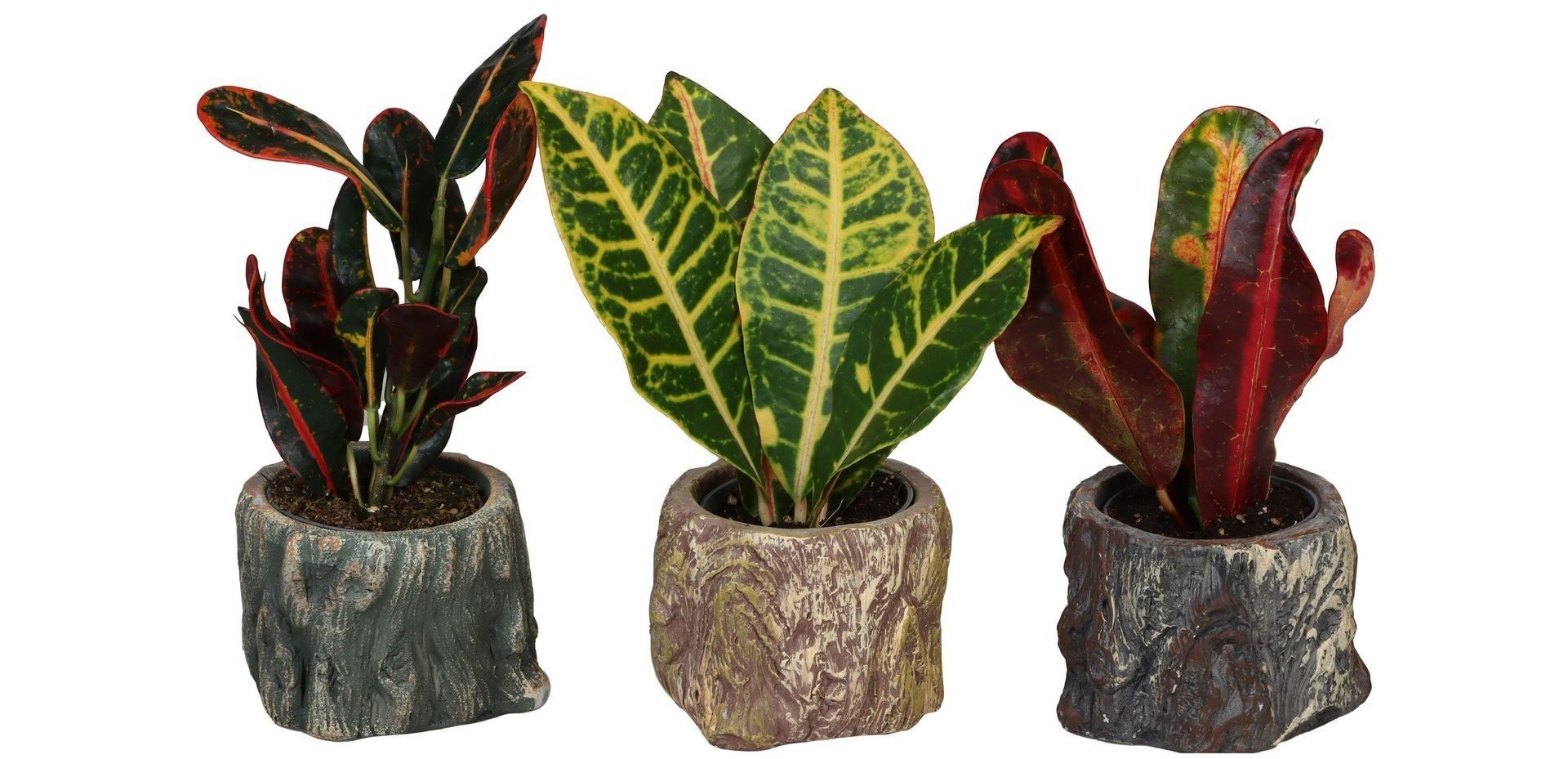 L 66491 With Codiaeum Mix 6 cm, D 6