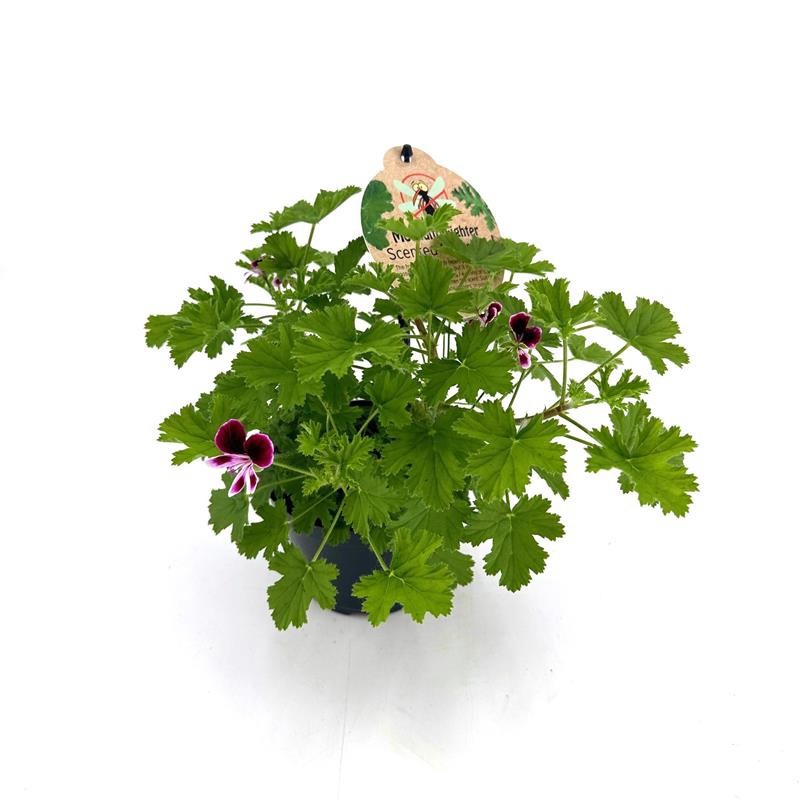 PELARGONIUM GRAVEOLENS H705, D 12 cm